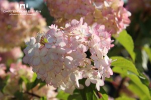 von-ehren-hydrangea-paniculata-pinky-winky_720x600
